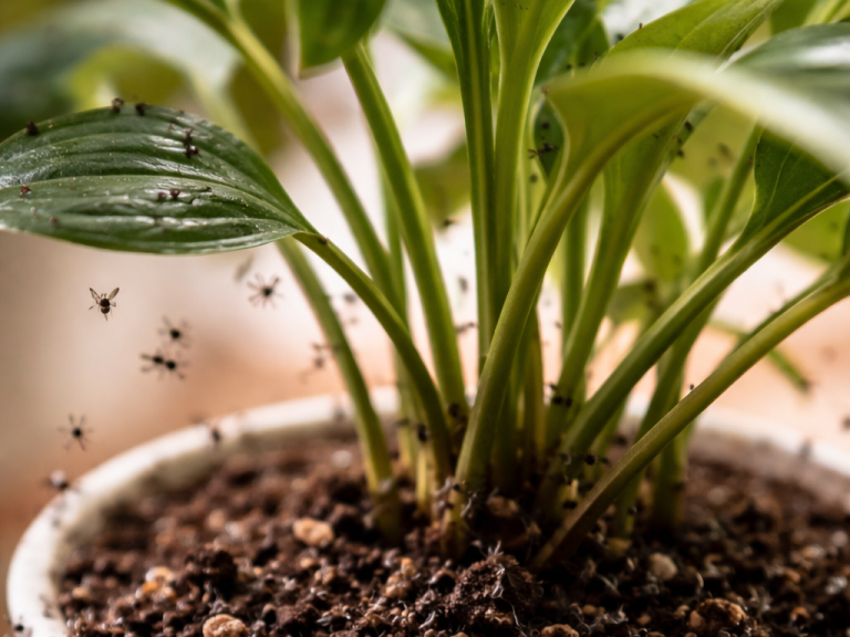 Blomflugefälla guide